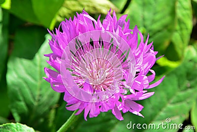 Bright charming pink stokesia flower in the garden closeup. Stock Photo