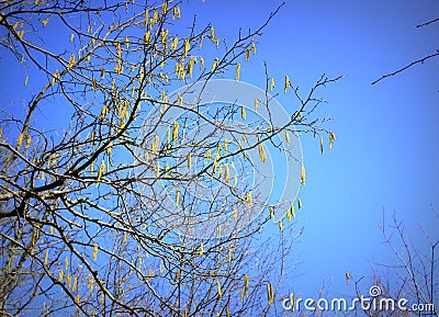 Bright clear blue sky, tree branches in spring Stock Photo