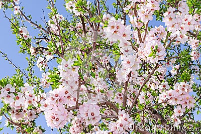 Bright clear stock photo spring bloom of apricot tree Stock Photo