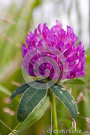 Bright clover flower in the meadow on a blurry green background Stock Photo
