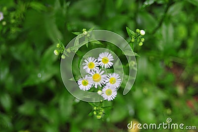 Daisy fleabane flower cluster Stock Photo