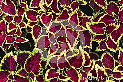 Bright Coleus Stock Photo