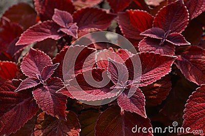 Bright coleus flowers growing in a flower bed. Option for landscaping parks and flower beds of the city Stock Photo