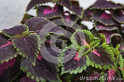 Bright coleus leaves background Stock Photo