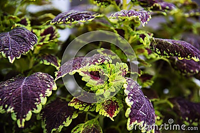 Bright coleus leaves background Stock Photo