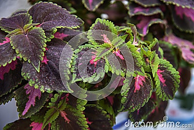 Bright coleus leaves background Stock Photo