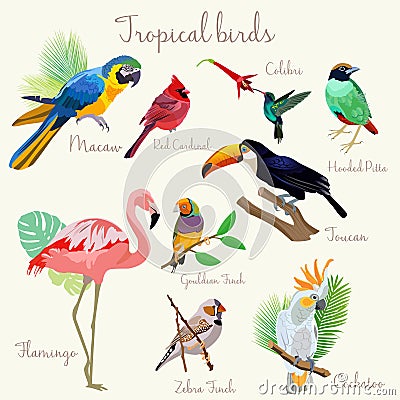 Bright color Exotic tropical birds set Vector Illustration