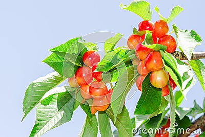 Bright colored rainier white cherry berry Stock Photo
