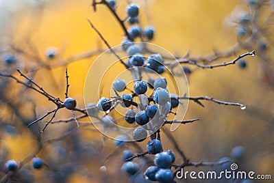 Bright and colorful autumn landscapes.Autumn blue turn. Stock Photo