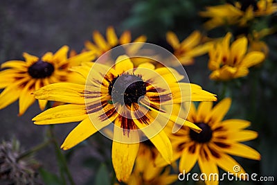 Bright colorful beautiful Rudbeckia flowers close up wallpaper Stock Photo