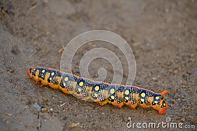 Bright colorful caterpillar crawling sand Stock Photo