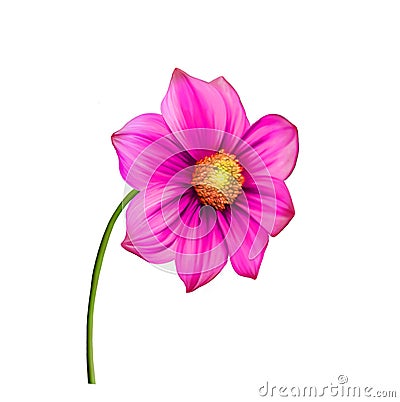 Bright colorful Dahlia flower, Spring flower Stock Photo