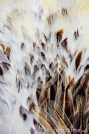 Bright colorful feather group of some bird Stock Photo