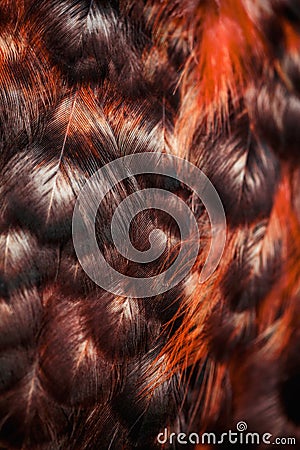 Bright colorful feathers of some bird Stock Photo