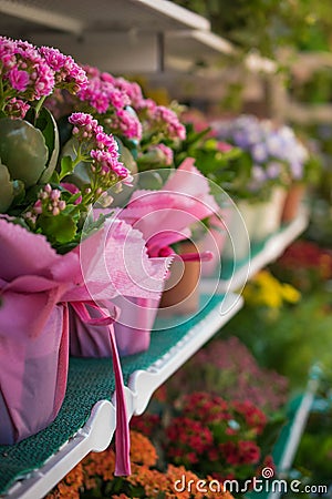 bright colorful flowers on the shelves Stock Photo