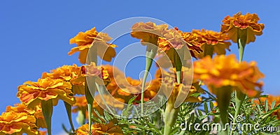 Bright colorful French marigolds against blue sky Autumn panorama Stock Photo