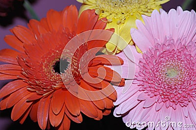 Bright, colorful gerberas bouquet for mom Stock Photo