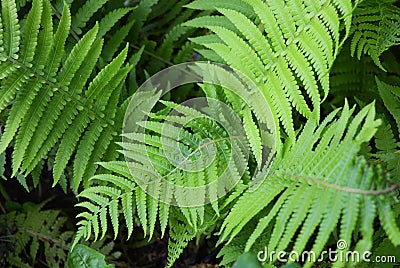 Bright and colorful green long fern leaves with an original structure and flowers, vascular plants, disambiguation. Stock Photo