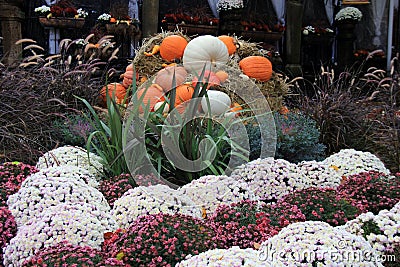 Bright and colorful hardy mums surrounding cornucoppia of Fall arrangement Stock Photo