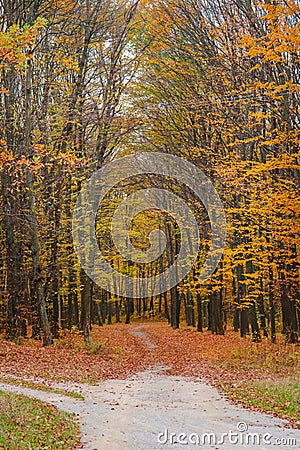 Bright and colorful landscape of sunny autumn forest with orange foliage and trail that branching Stock Photo