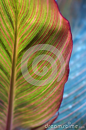 Bright colorful leaf. Creative nature. Stock Photo