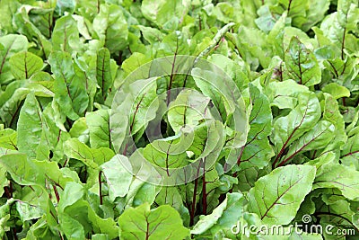 Background image of healthy lettuce plants in backyard vegetable garden Stock Photo
