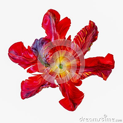 Colorful macro of the back of a single wide open parrot tulip blossom in pop-art colors on white Stock Photo