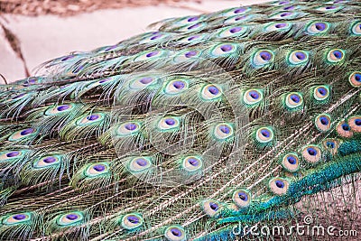 Bright colorful Peacock feather Stock Photo
