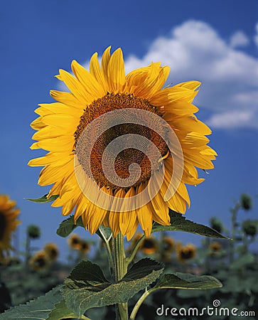 Bright colorful sunflower Stock Photo