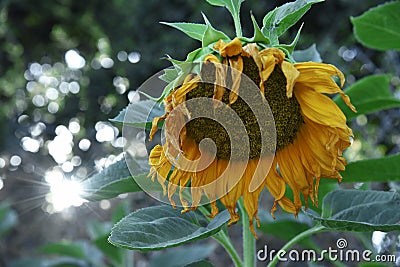 Gorgeous sunflower bursting with color Stock Photo