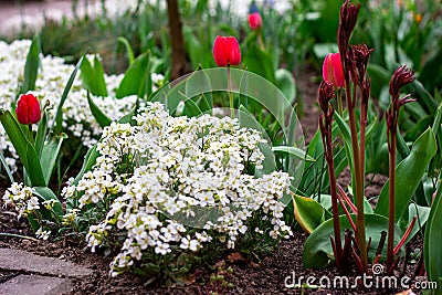 Bright colorful Tulips and Arabis caucasica flowers flowerbed with green leaves blossoms in the garden in spring and summer Stock Photo