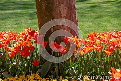 Bright colorful tulips as floral background Stock Photo