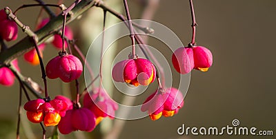 Little pink flowers in the forest in autumn Stock Photo