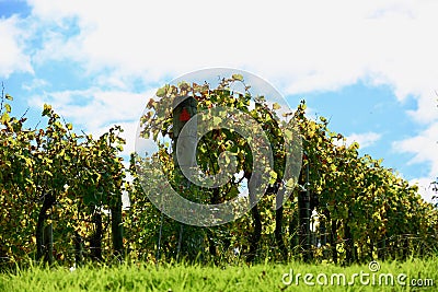 A winery at autumn amidst rolling green hills; bright colours of the grape vine leaves Stock Photo