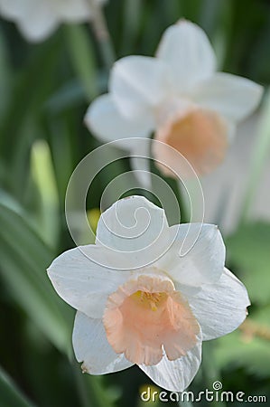 White Daffodils. Pink Heart, on a sunny day Stock Photo