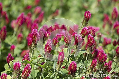 Bright Crimson Clover - Trifolium incarnatum Stock Photo