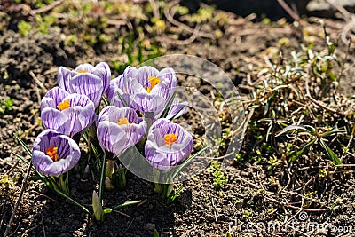 Bright crocus Pickwick and the bees in the spring Stock Photo