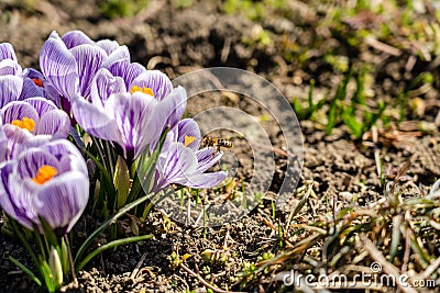 Bright crocus Pickwick and the bees in the spring Stock Photo