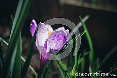 Bright crocus under the sun Stock Photo