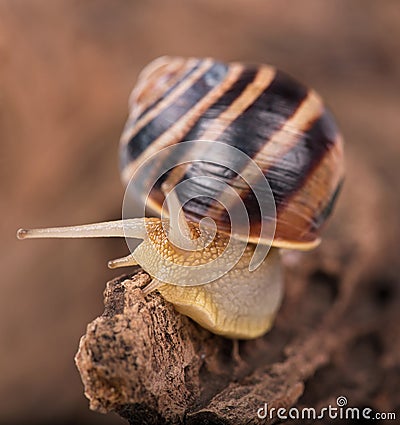 Bright cute snail Stock Photo