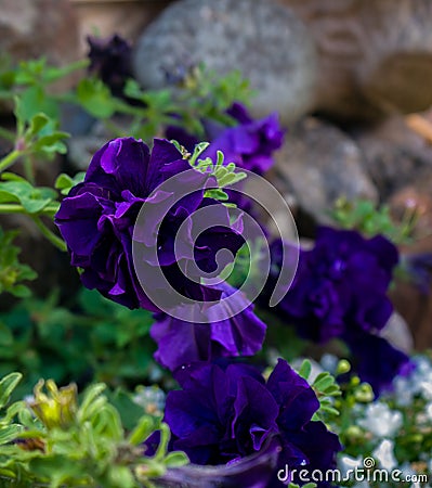 Bright dark violet petunia flower close up Stock Photo