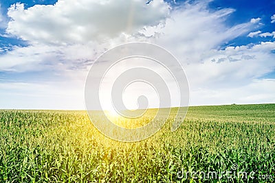 Bright dawn over corn field. Stock Photo