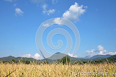 Tropical tree leaves with branches and sunlight on white isolated backgroundBlue sky white fuffly clouds Stock Photo