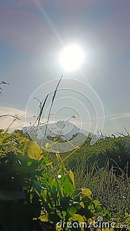 Bright daylight with vegetation on the forefront and mountain at the background Stock Photo