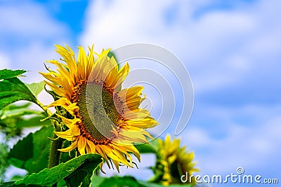 Bright decorative yellow flowers of a sunflower against blue sky with cloud in spring or warm summer on nature. Beautiful artistic Stock Photo