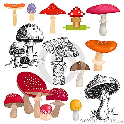 Bright different types of mushrooms vector. Vector Illustration