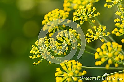 Bright dill flower closeup. Dills flowering in the garden in summer. Good spice for food. Stock Photo