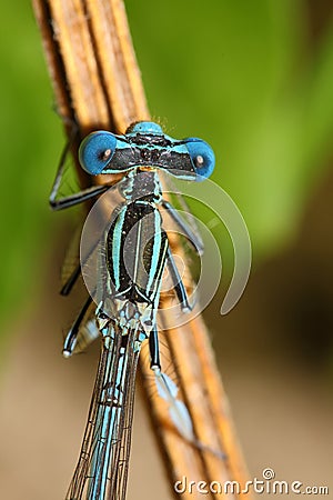 Bright Dragonfly on a branch Stock Photo