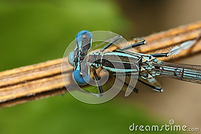 Bright Dragonfly on a branch Stock Photo