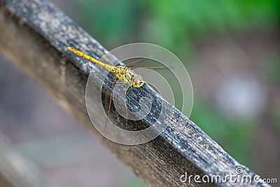 bright dragonfly sits on the plank in summer Stock Photo